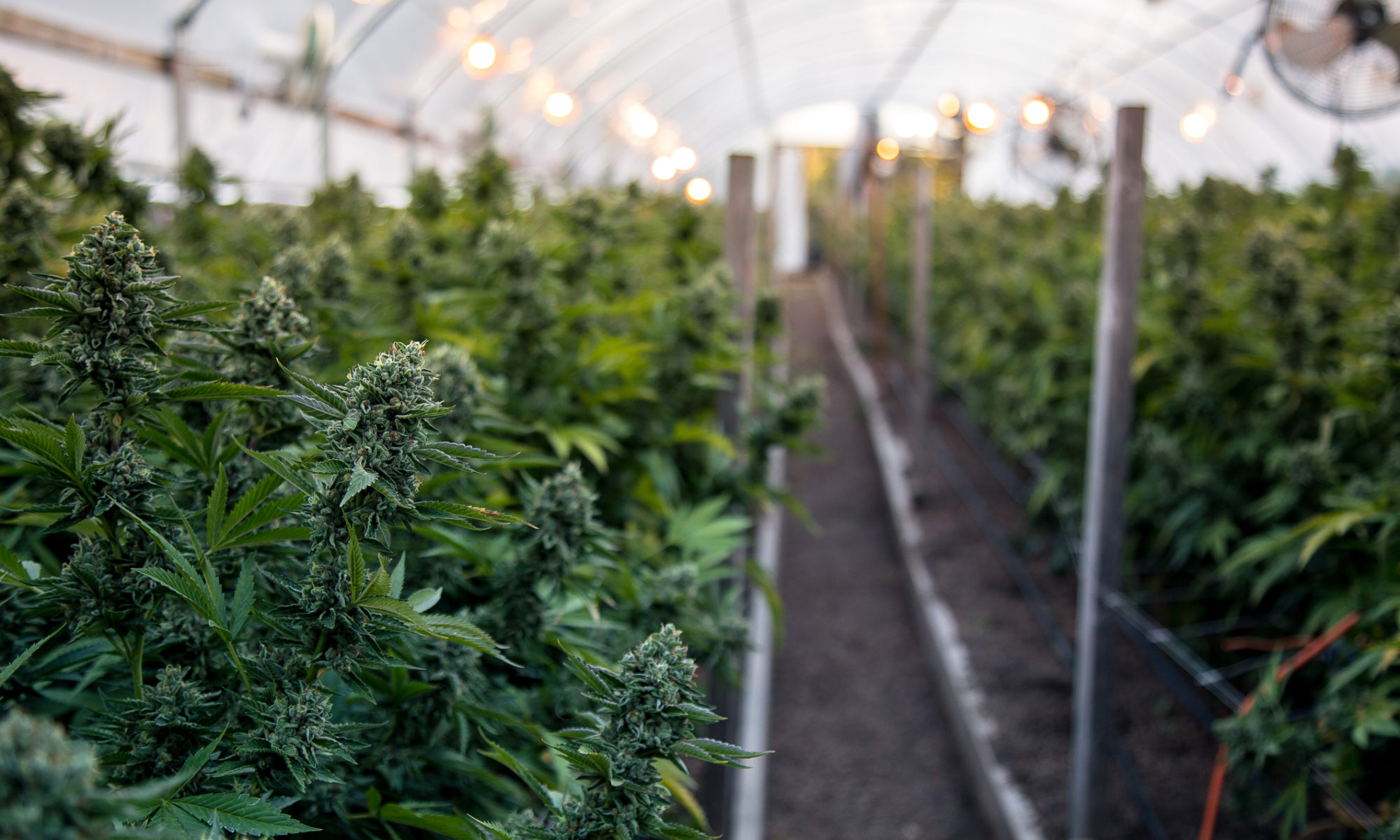 Marijuana grow farm