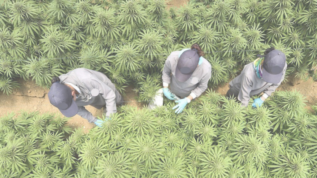 cannabis farmers