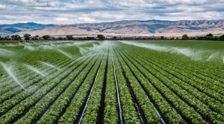 a large-scale farm in california with sprinklers spraying water