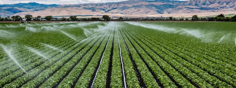 a large-scale farm in california with sprinklers spraying water