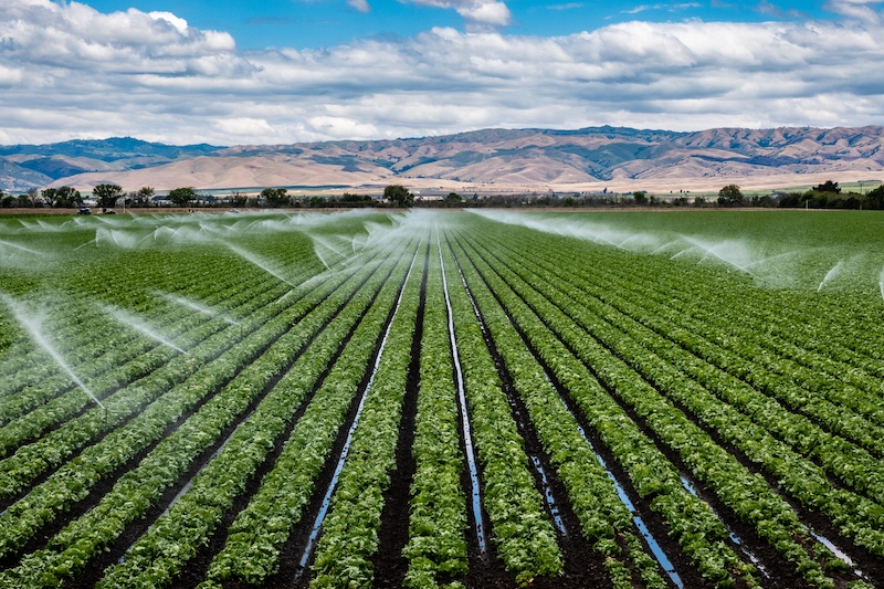 a large-scale farm in california with sprinklers spraying water